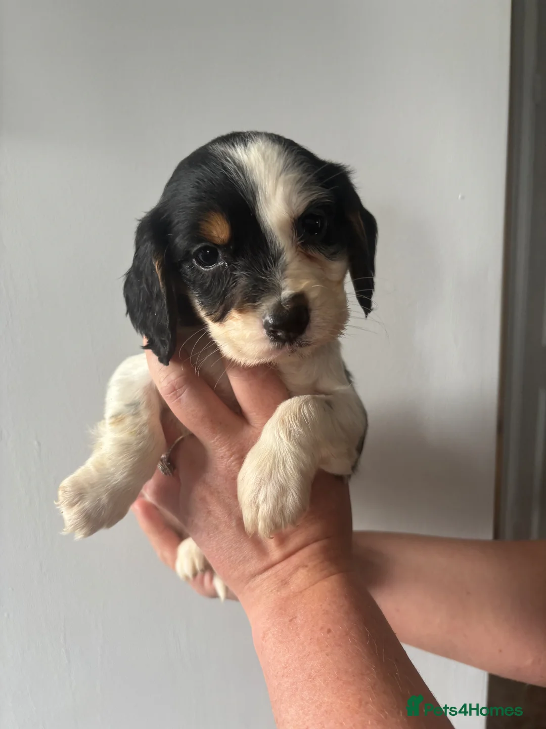 Cocker Spaniel dogs for sale: Cocker spaniel puppy  in Leicester - Advert 1