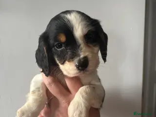 Cocker Spaniel dogs Cocker spaniel puppy - Advert 1