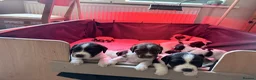 English Springer Spaniel dogs for sale: English springer spaniel pups, docked and KC reg - Advert 5