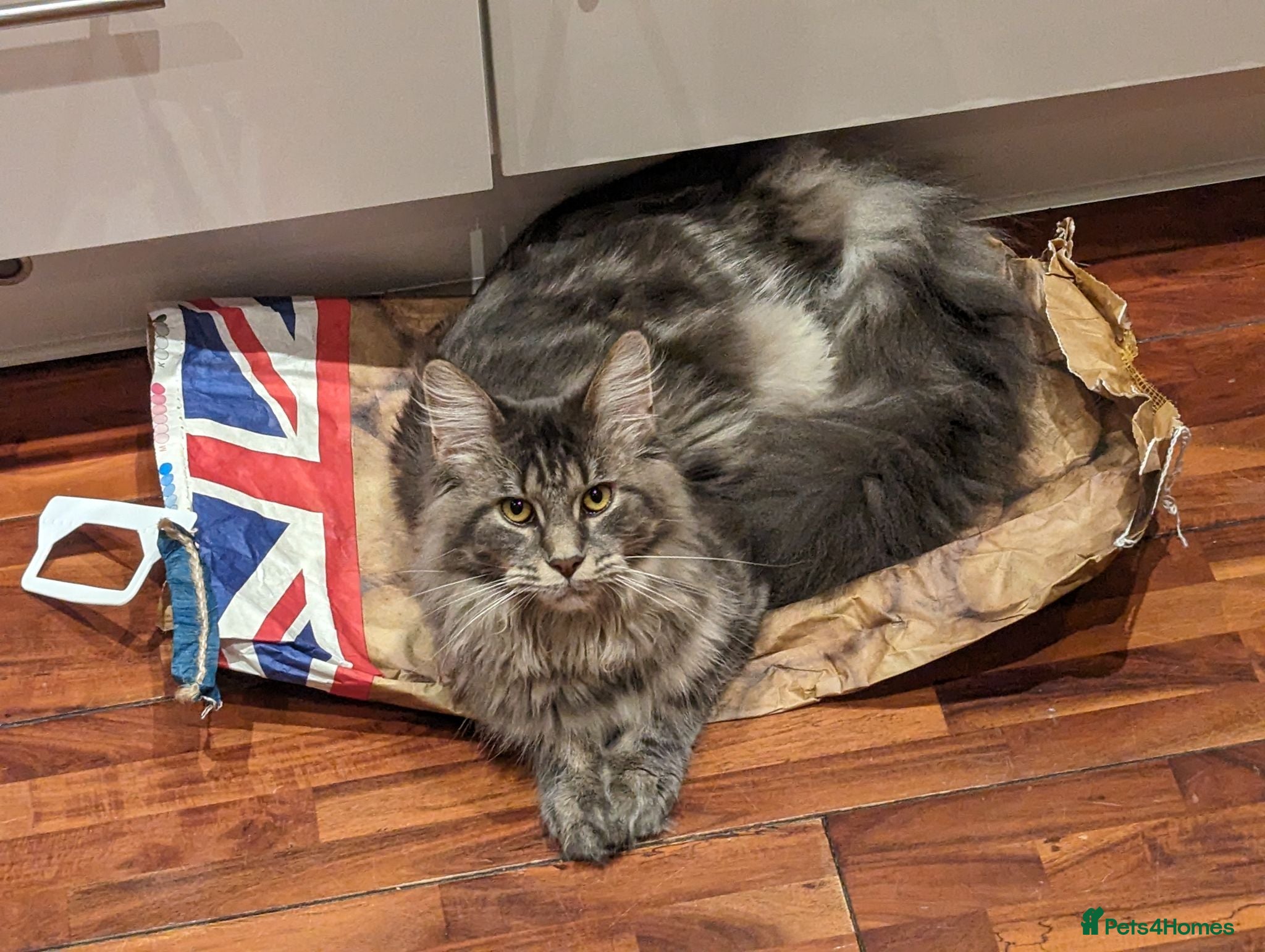 Mixed Breed cats Maine Coon cross Black Bengal  - Advert 1