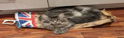 Mixed Breed cats for sale: Maine Coon cross Black Bengal  - Advert 1