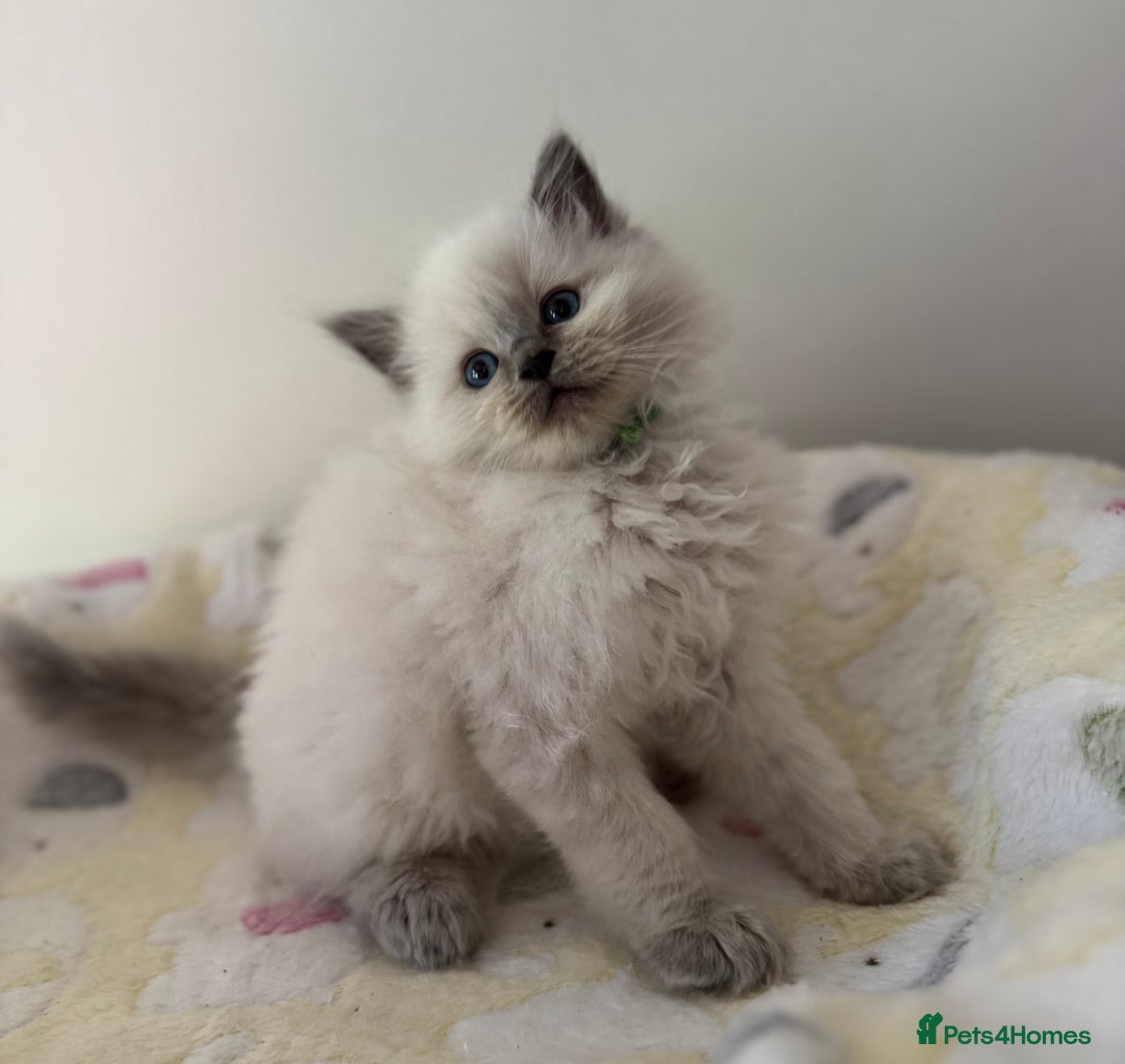 Ragdoll cats for sale: Adorable Ragdoll Kittens Seeking Forever Homes - Image 1