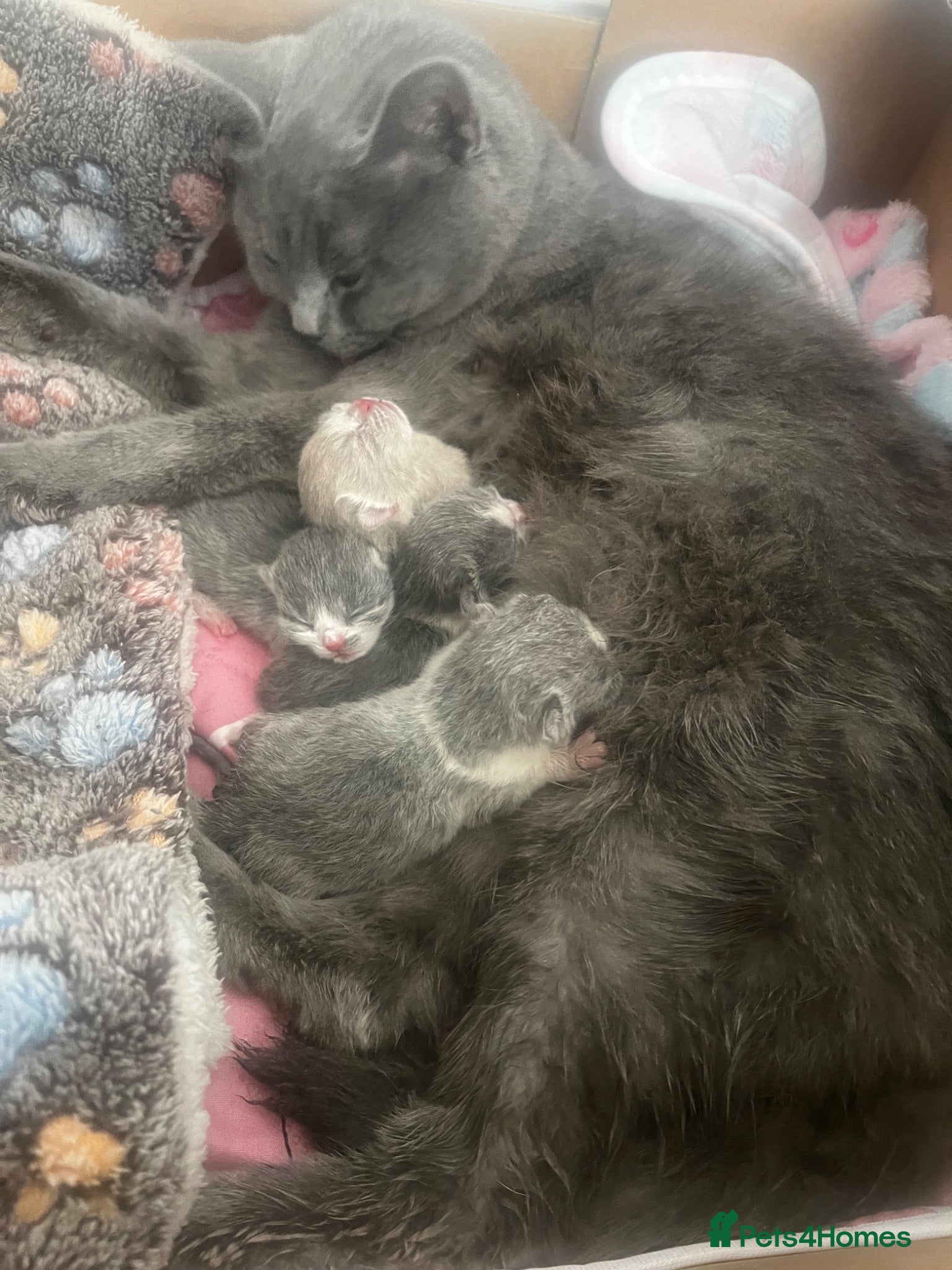 British Shorthair cats BSH kittens - Advert 14