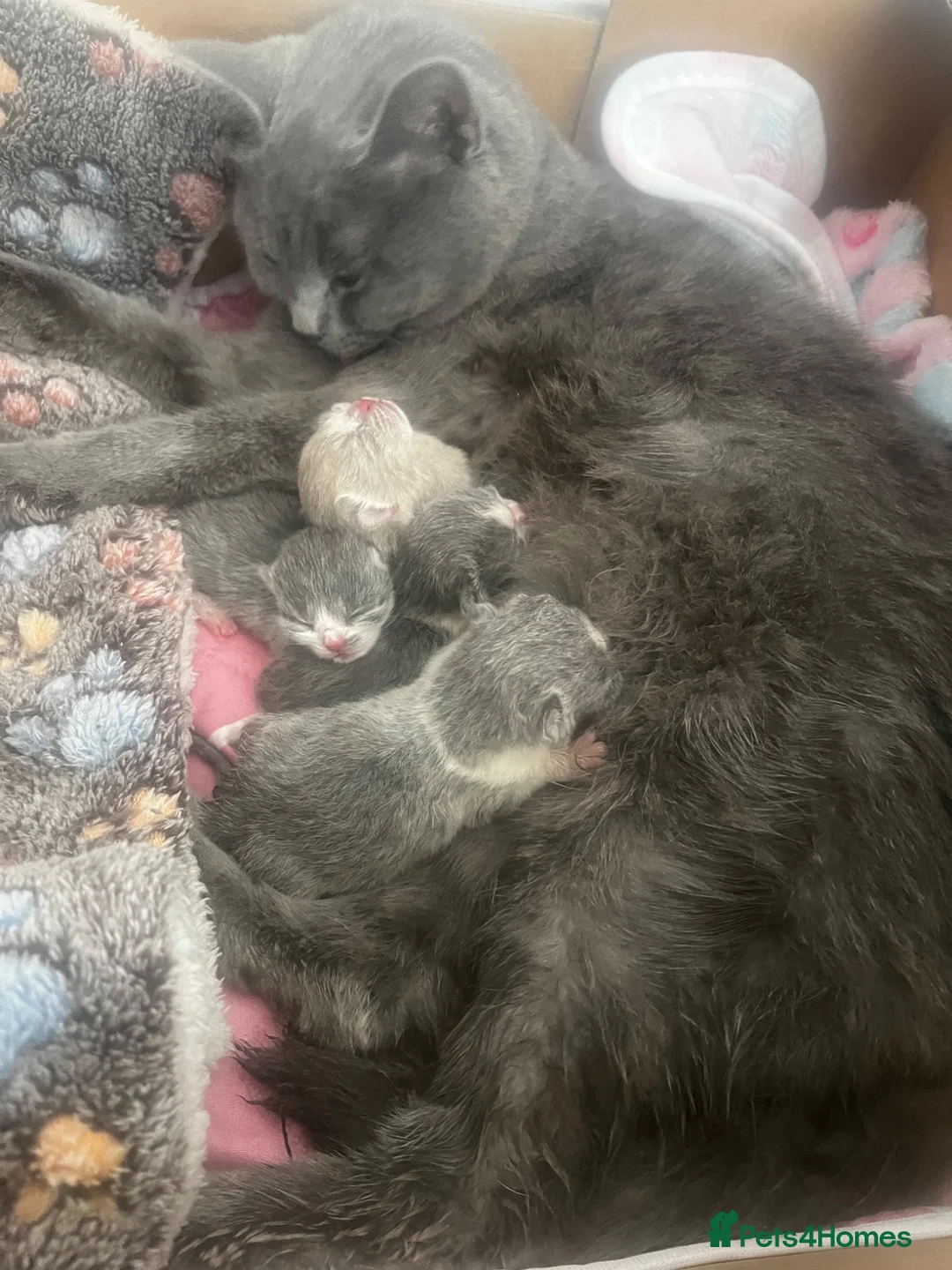 British Shorthair cats for sale: BSH kittens - Advert 1