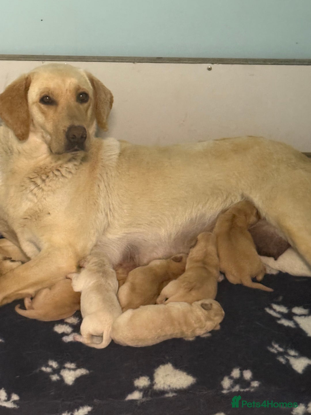 Labrador Retriever dogs for sale: Cracking Female Labrador - Advert 9