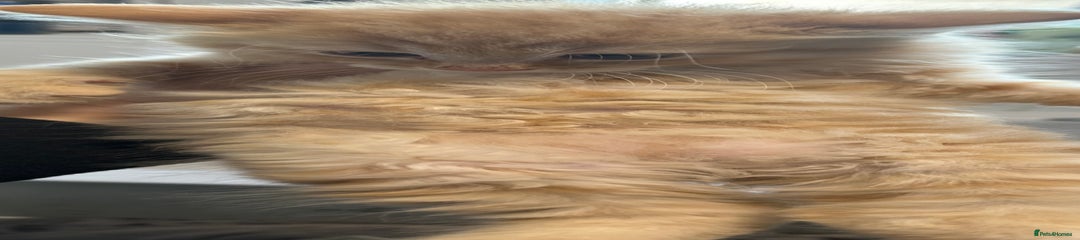 Maine Coon Kitten - boy 