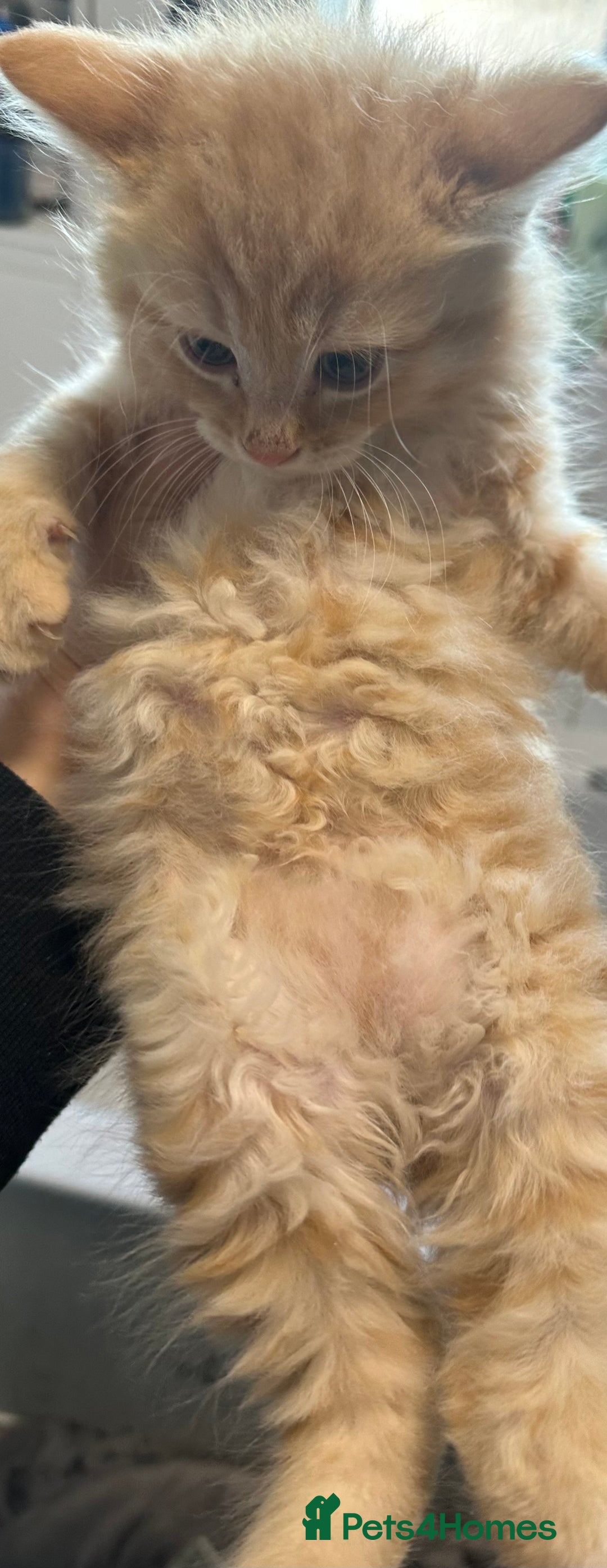 Maine Coon cats for sale: We have 4  sweet English Maine coon kittens❣️ - Advert 22