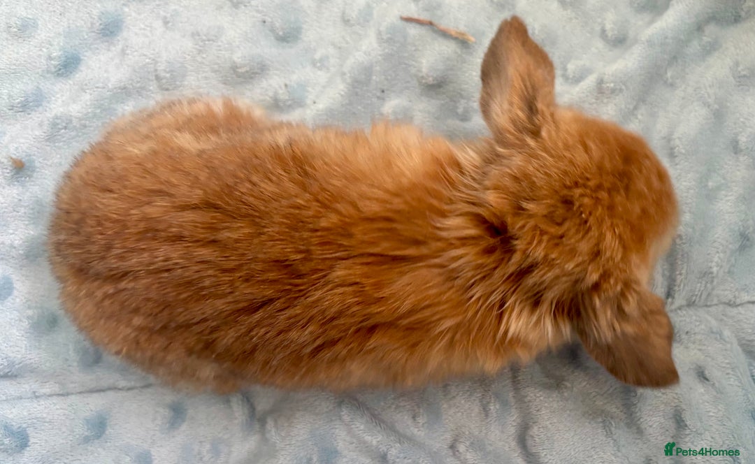 Mini Lop rabbits for sale: Beautiful Mini Lop Baby Bunnies 🐰 - Advert 11