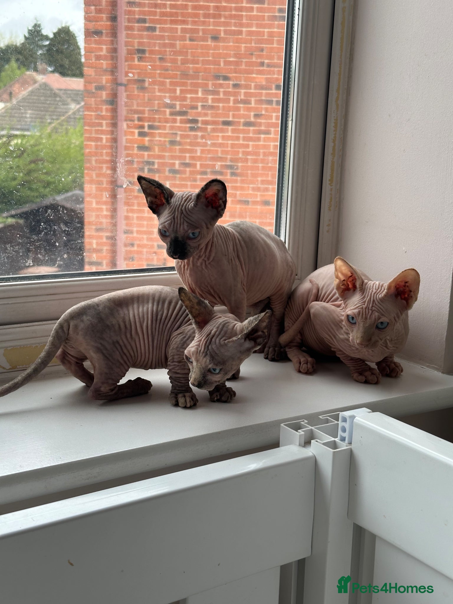 Sphynx cats Canadian sphynx kittens READY NOW ! - Advert 10