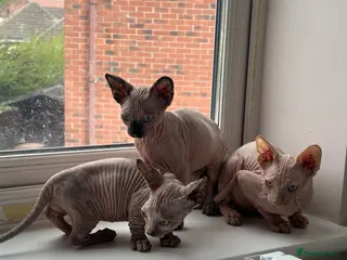 Sphynx cats Canadian sphynx kittens READY NOW ! - Advert 10