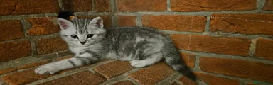 British Shorthair Turtle 