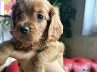 Mixed Breed dogs Tiny (Cockalier) Ready now. - Advert 5