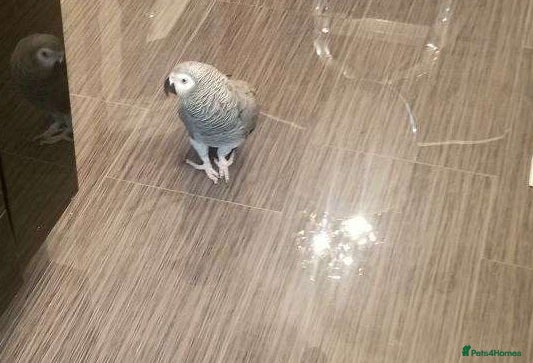 Parrots birds African Grey Parrots–Great Personality-Ready Now - Advert 1