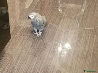 Parrots birds African Grey Parrots–Great Personality-Ready Now - Advert 1