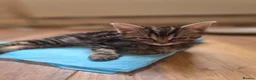 Mixed Breed cats for sale: Tabby kittens  - Advert 16