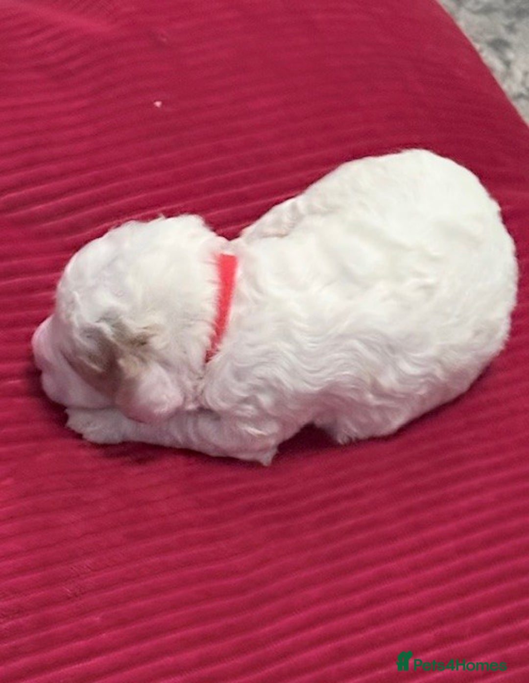 Cavapoo dogs for sale: F2 Cavapoo Puppies - Advert 9