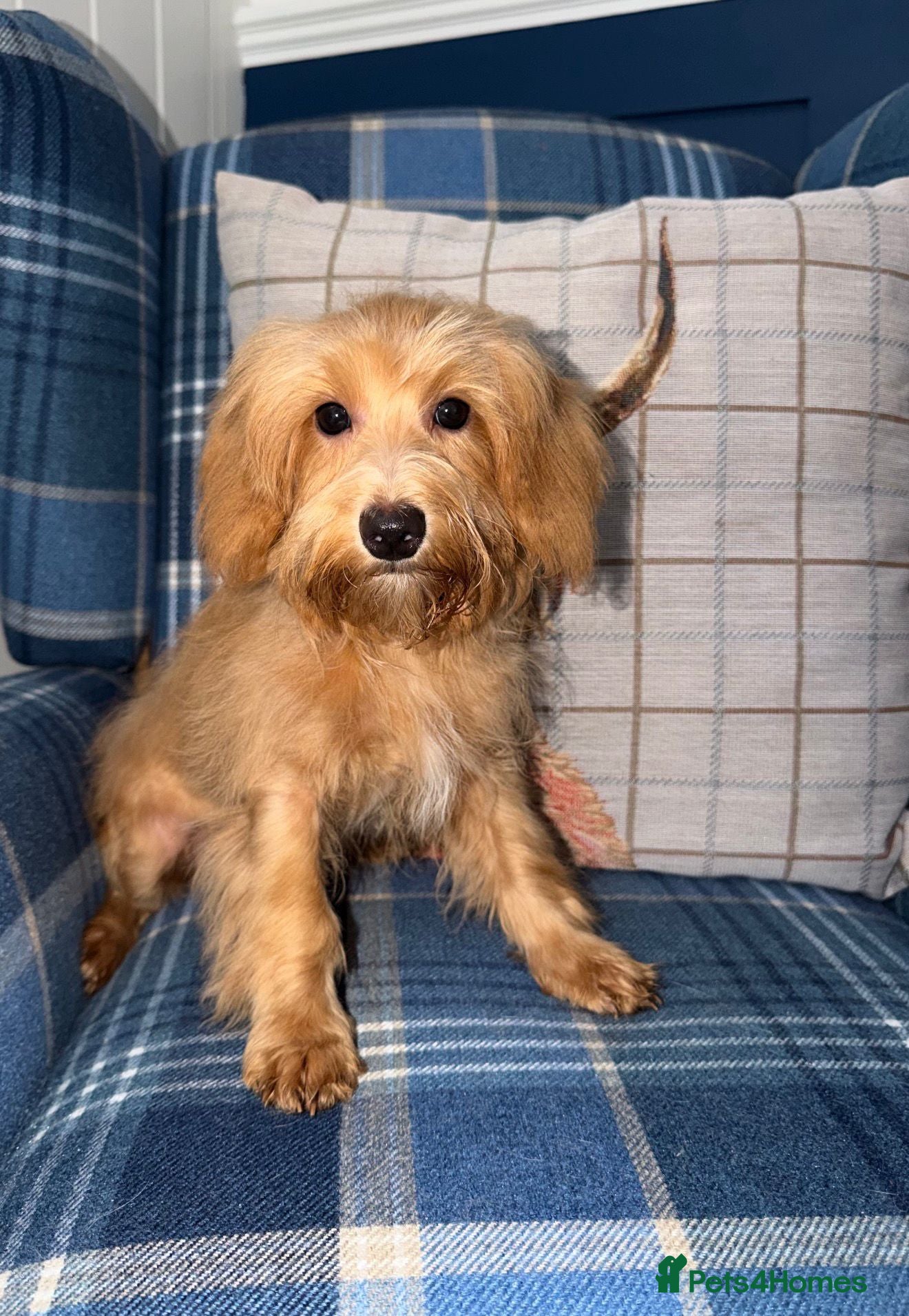 Shihpoo dogs Beautiful Shihpoo Puppies READY NOW  - Advert 1