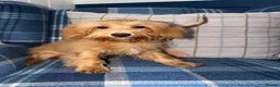 Shihpoo dogs for sale: 🩷Beautiful Shihpoo Puppies READY NOW 🧡 - Advert 1