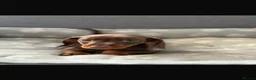 Dachshund dogs for sale: Miniature Dachshund puppies  - Advert 8