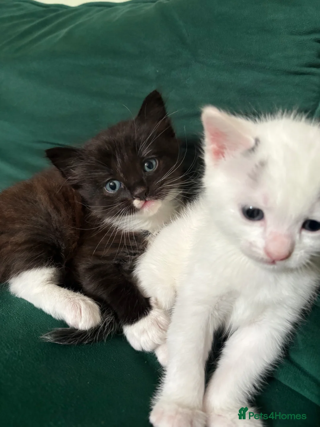 Mixed Breed cats for sale: Half ragdolls male - Advert 2