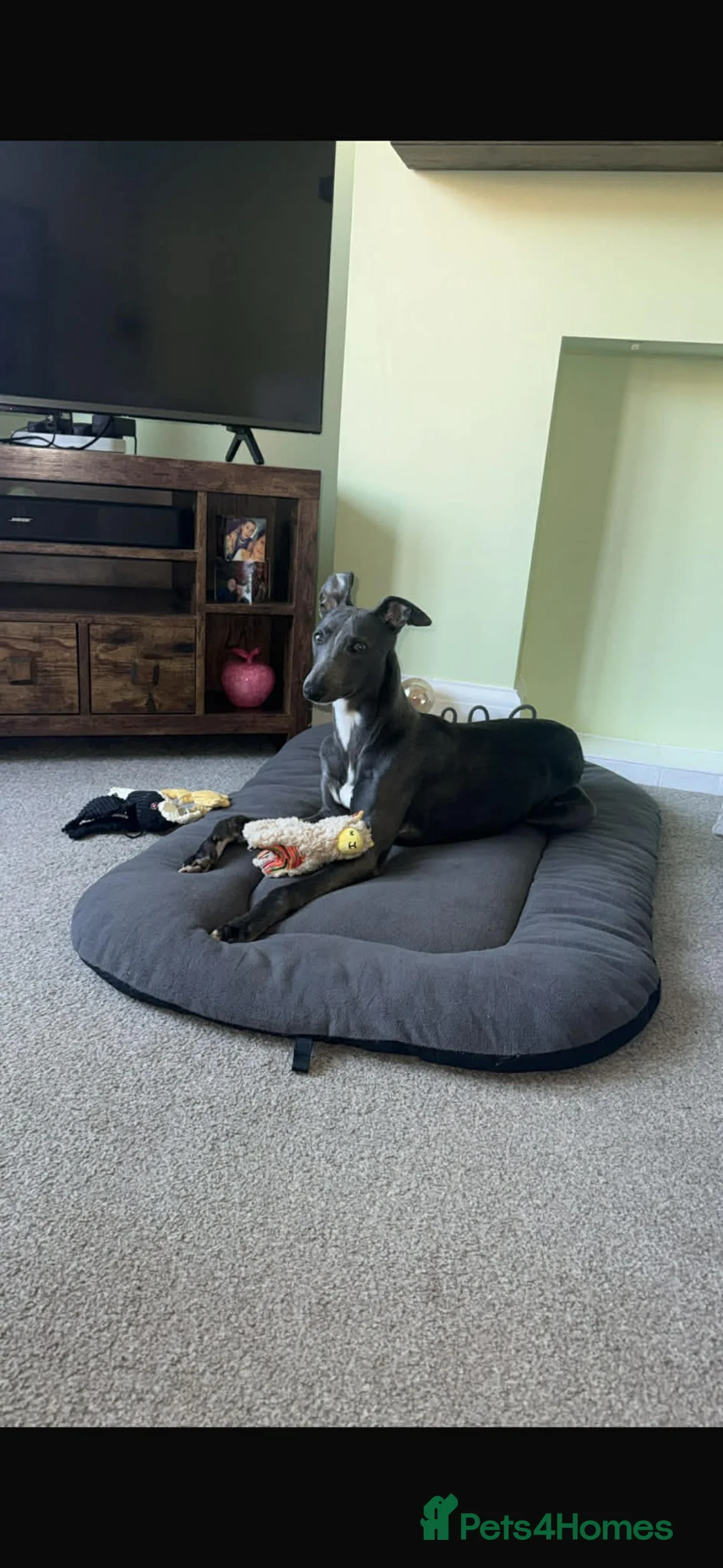 Whippet dogs for sale: Male whippet in Ashby-de-la-Zouch - Advert 1