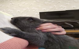 Mixed Breed rabbits for sale: Gorgeous bun needs a loving forever home - Image 4