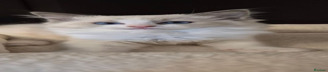 Ragdoll Kitten 3