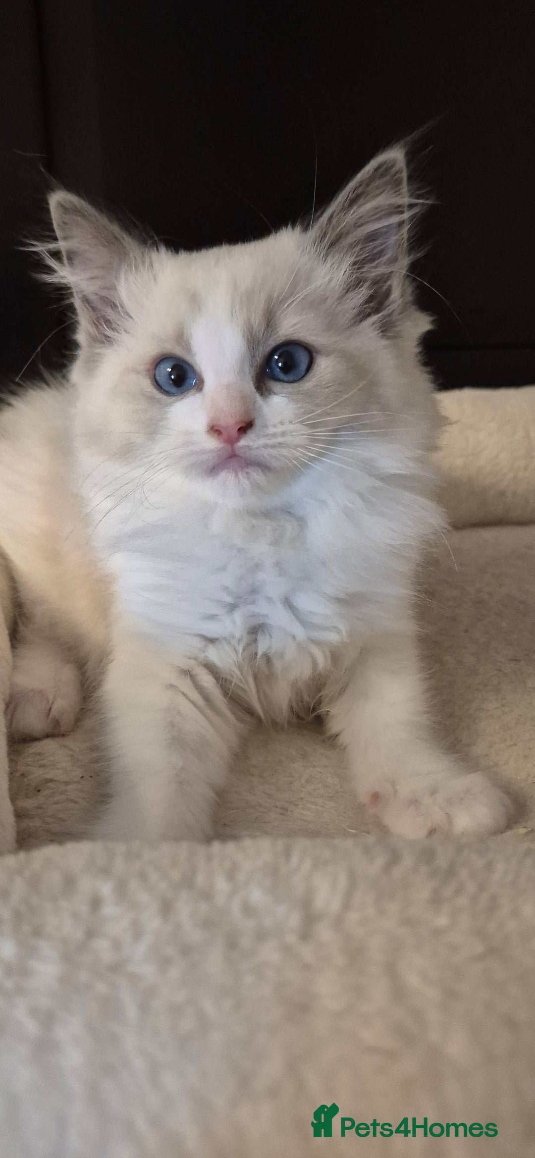 Ragdoll cats for sale: 4 Tica registered Kittens For Sale  - Image 8