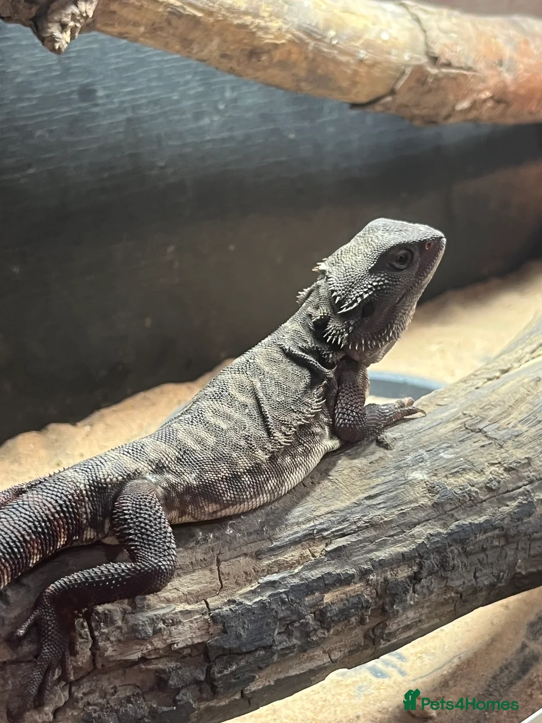 Bearded Dragon reptiles for sale: Red Bearded dragon  - Advert 2