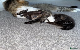 British Shorthair cats for sale: It’s a long hair kitten  - Image 5