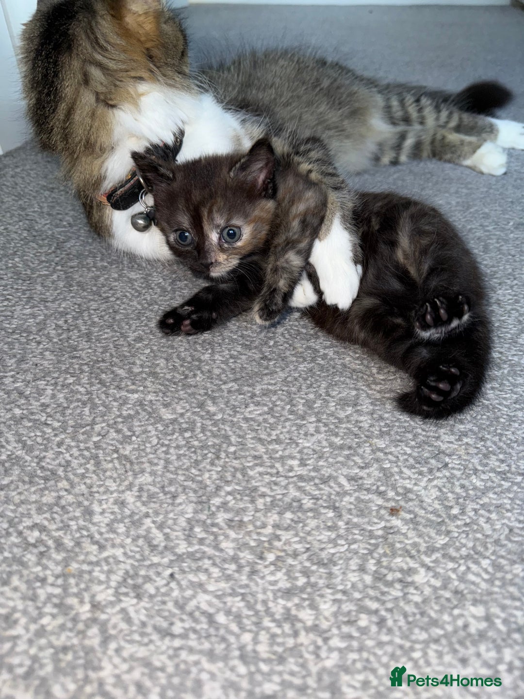 British Shorthair cats for sale: It’s a long hair kitten  - Image 5