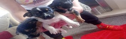 Mixed Breed dogs for sale: Jack Russell puppies  - Advert 3