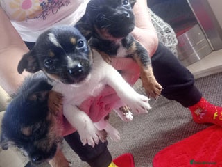 Mixed Breed dogs Jack Russell puppies - Advert 3