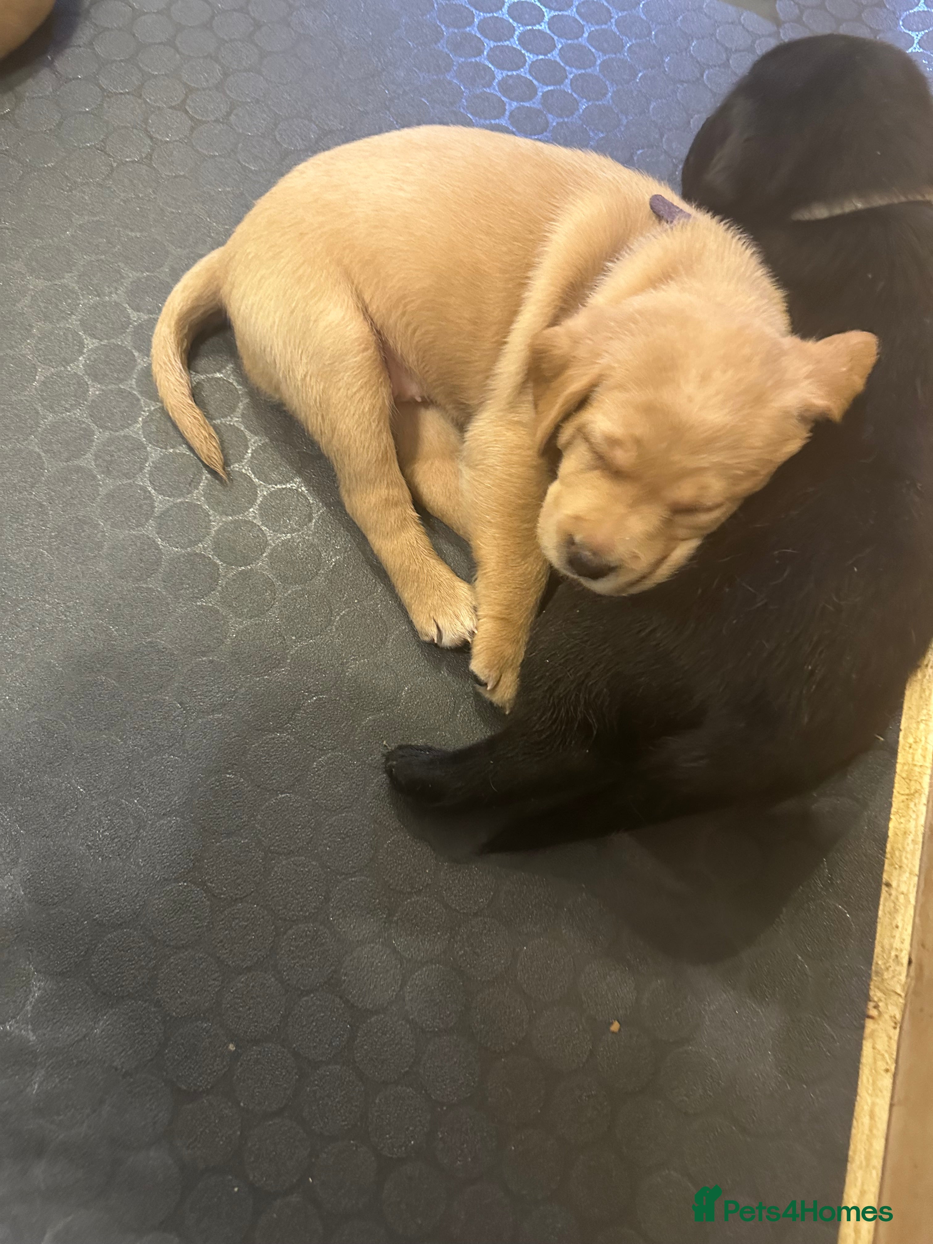 Labrador Retriever dogs Beautiful Black and golden Labrador puppies - Advert 2