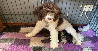 Miniature Poodle dogs - Advert 11