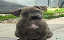 American Bulldog dogs for sale: Ivory 9 week old puppy for sale  - Image 5