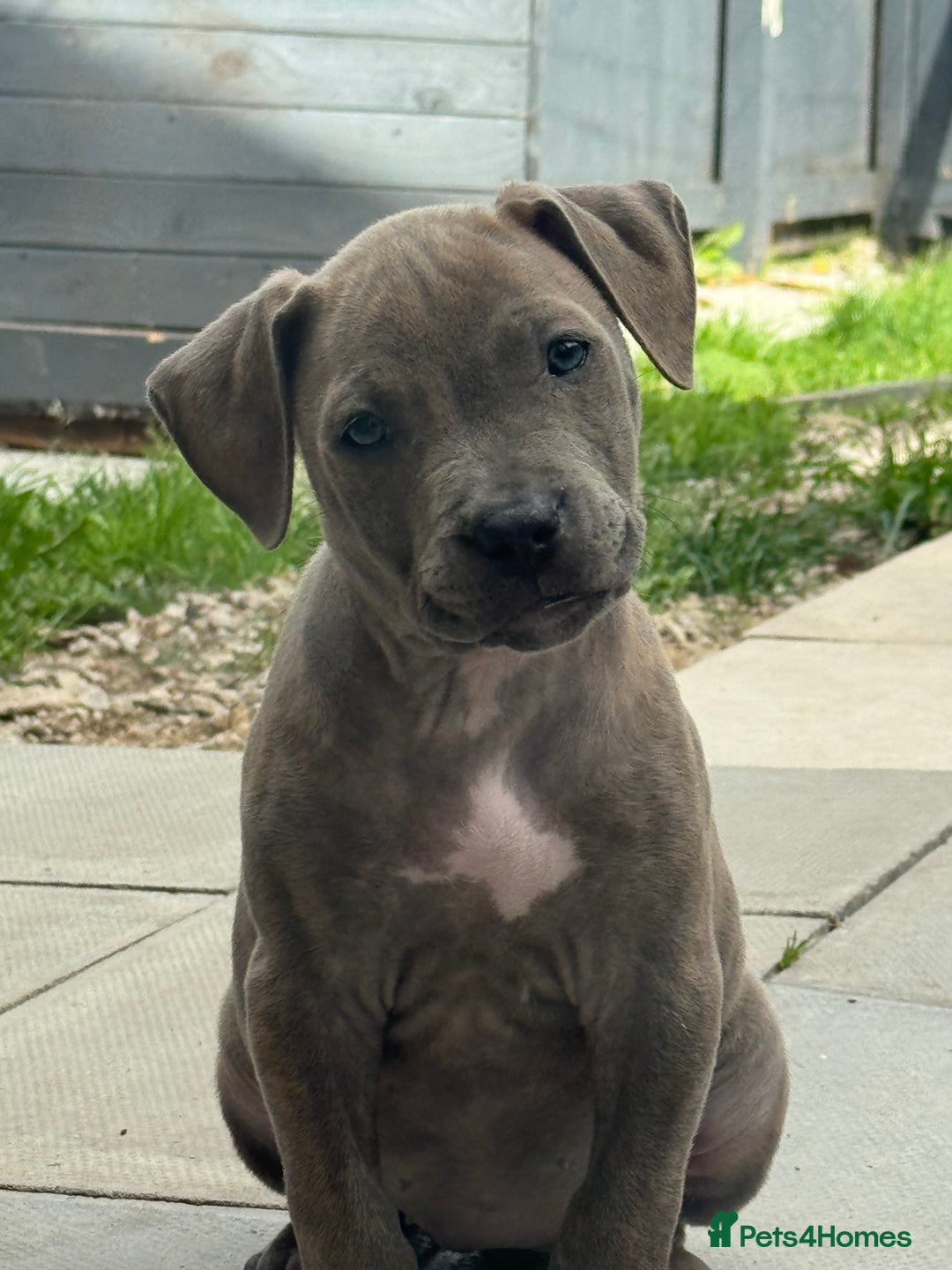 American Bulldog dogs for sale: Ivory 9 week old puppy for sale  - Image 5