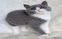 British Shorthair cats for sale: Amazing loving British shorthair kittens  - Image 17