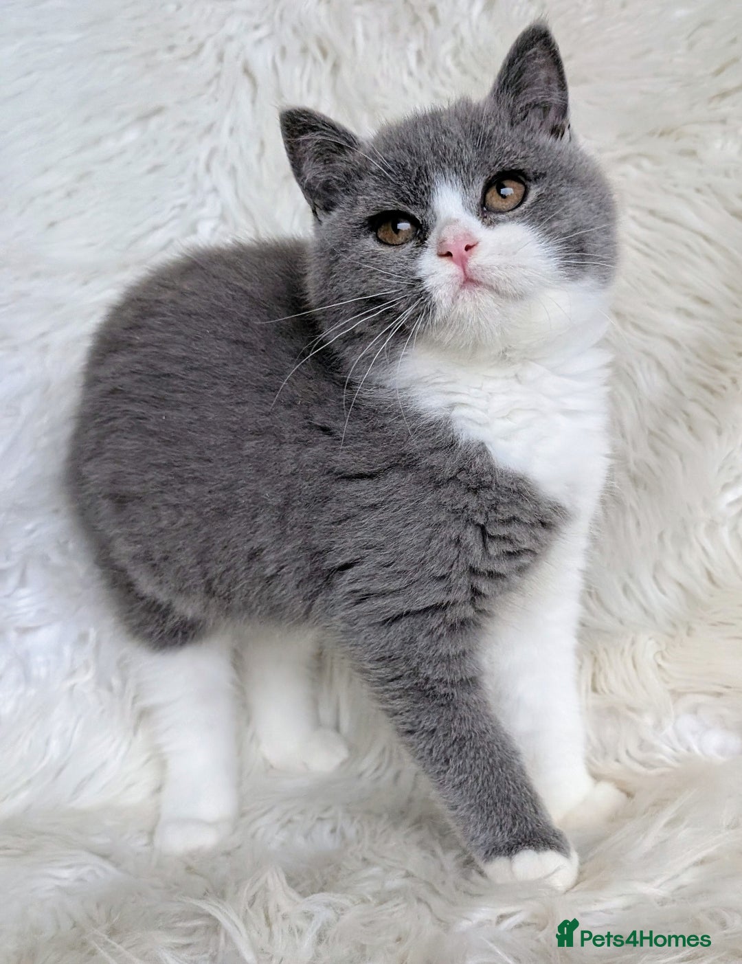 British Shorthair cats for sale: Amazing loving British shorthair kittens  - Image 17