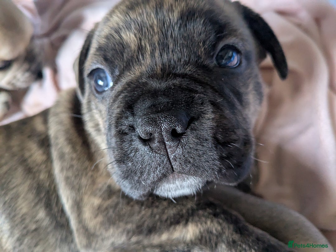 Mixed Breed dogs for sale: Frenchie x staff  - Advert 13