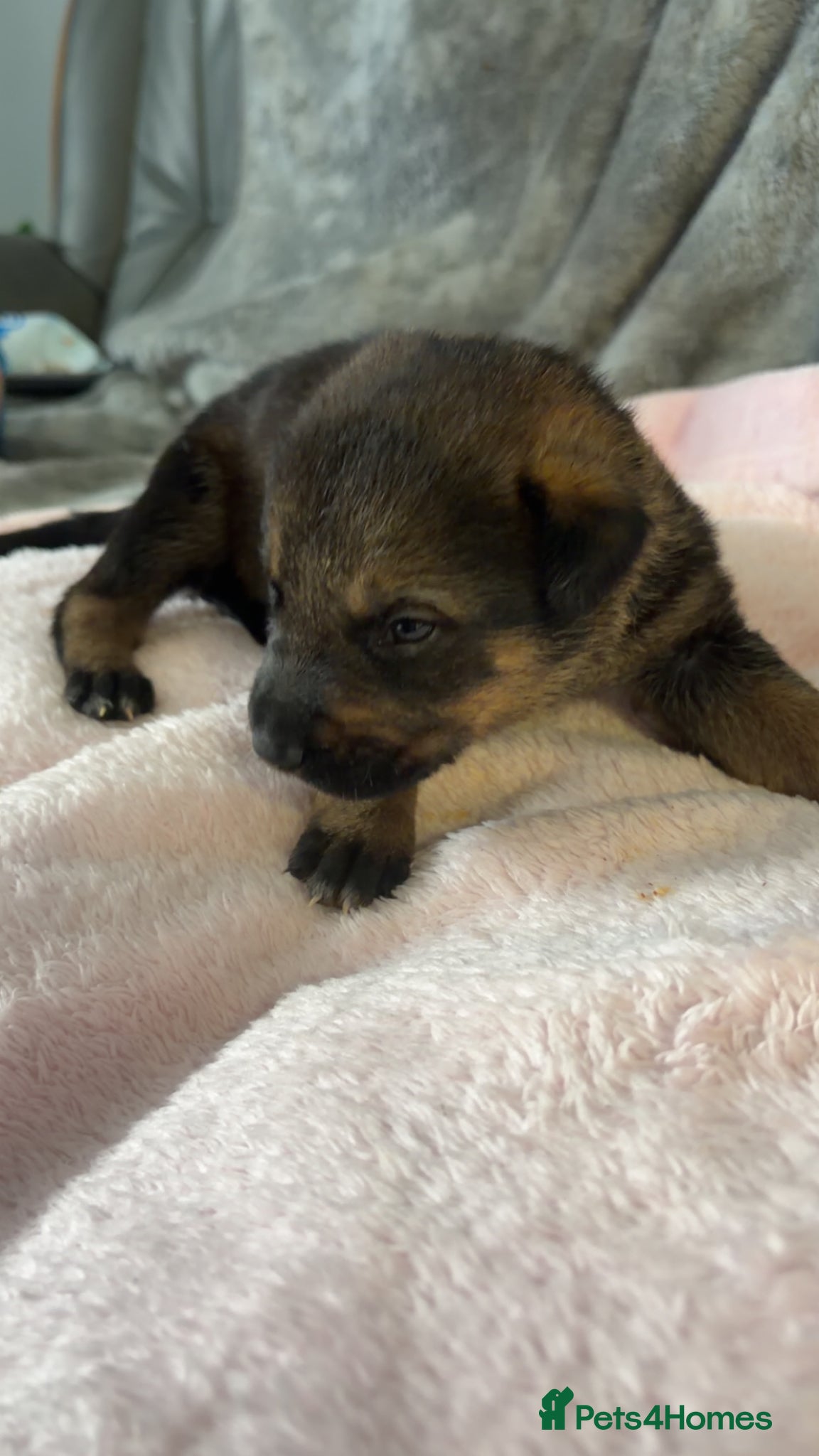 Mixed Breed dogs for sale: Belgian Mali x German shepherd  - Advert 7