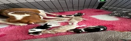 Beagle dogs for sale: Stunning KC registered litter by Campeach beagles. - Advert 23