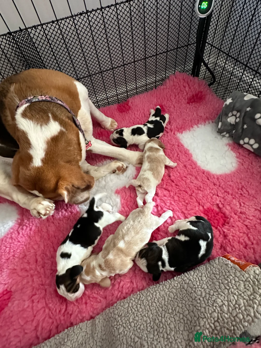 Beagle dogs for sale: Stunning KC registered litter by Campeach beagles. - Advert 23