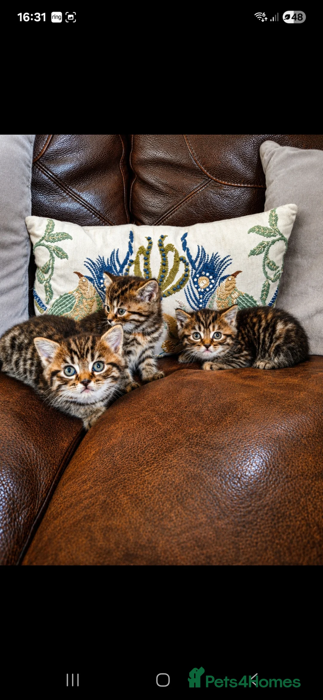 Persian cats for sale: Persian Cross Kittens for Sale - Advert 2