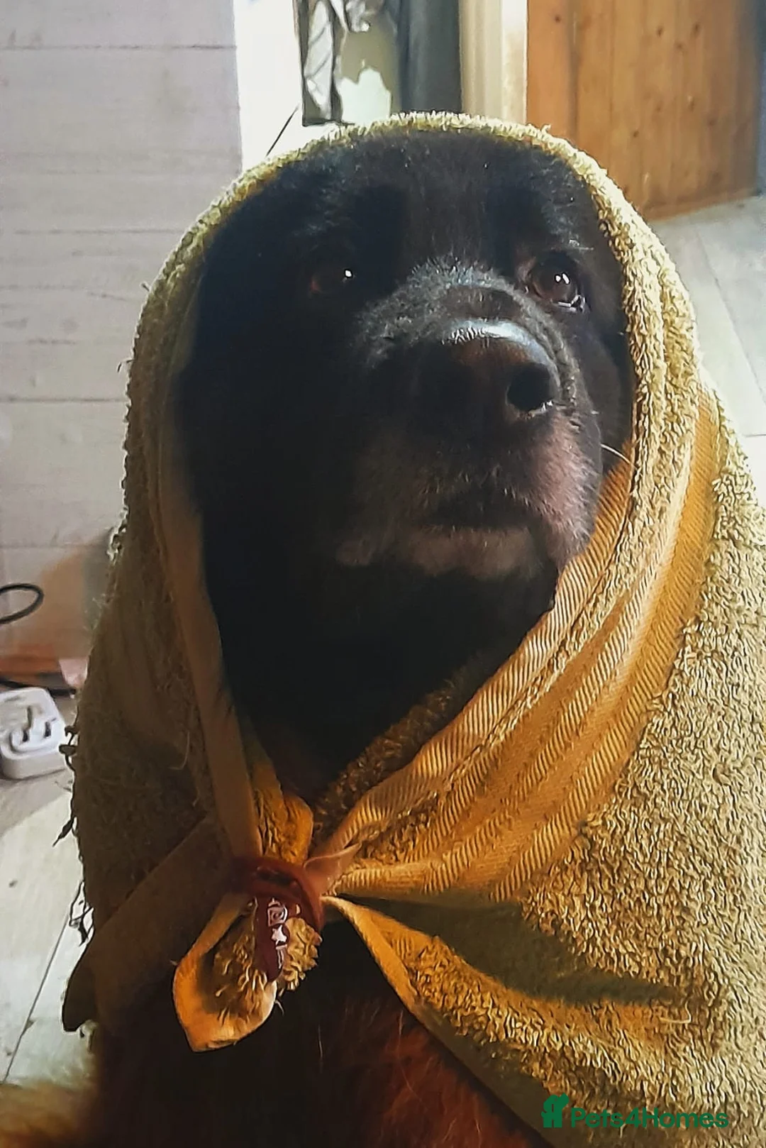 German Shepherd dogs for sale: German Shepherd looking for a loving forever home - Advert 7