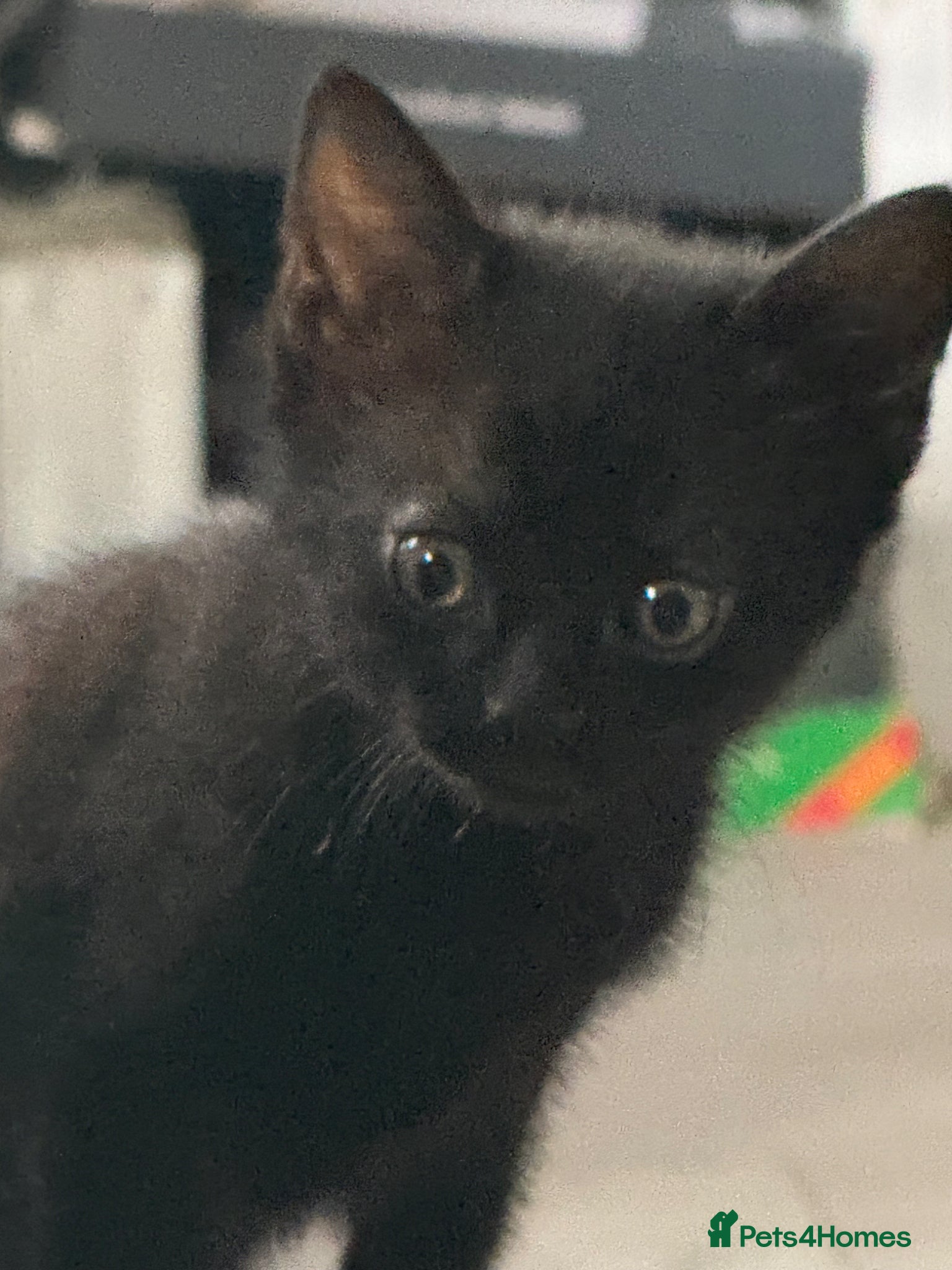 Mixed Breed cats for sale: 4 adorable kittens - Advert 5