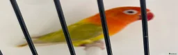 Lovebirds birds for sale: Lovebirds pale fallows - Advert 8