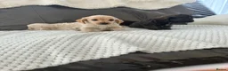 Jackapoo dogs for sale: Jackapoo puppies for sale - Advert 6