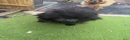 Chow Chow dogs for sale: Black chow chow - Advert 6