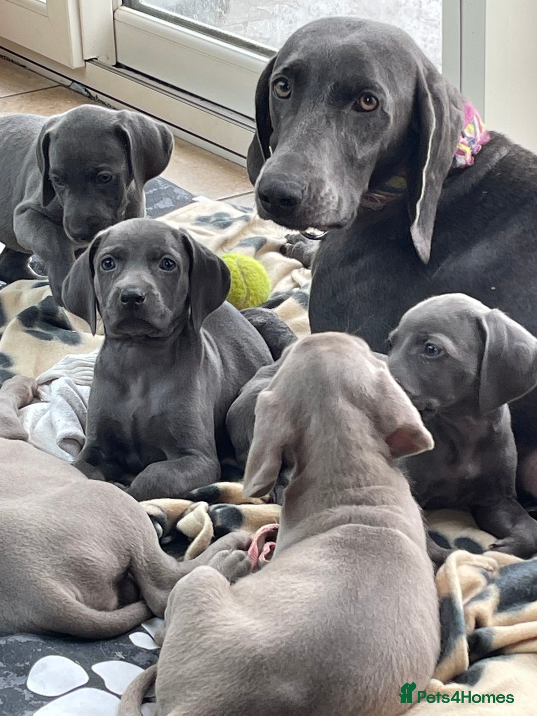 Weimaraner dogs for sale: KC Weimaraner puppies  - Image 13